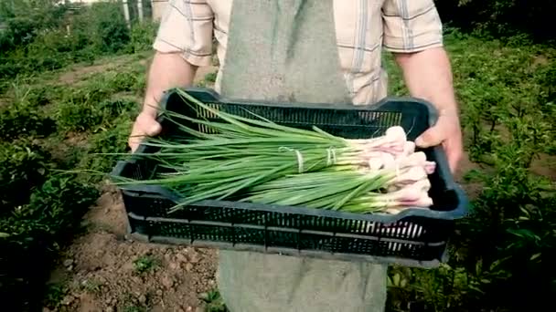 Il contadino porta un sacco di cipolle verdi in una scatola. Primo piano di una scatola. Imballa il raccolto in un cesto. Concetto di cibo naturale e sano. Lavoro in giardino — Video Stock