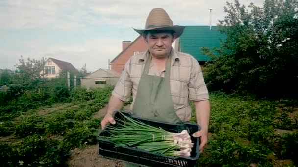 Egy 60 éves idős gazda sok zöldhagymát cipel egy kosárban. Beteszi az aratást egy kosárba. Fogalom a természetes, egészséges ételekről. Kerti munka. — Stock videók