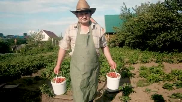 Mani contadine anziane che tengono fragole rosse appena raccolte. Deliziose bacche estive succose e sane, concetto di agricoltura biologica. 80 anni nonna mani in possesso di fragola rossa. — Video Stock