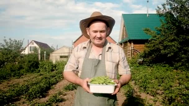Un agricoltore anziano di 60 anni porta i piselli. Il concetto di cibo naturale e sano. Lavora in giardino. Lavoro a tempo parziale per i pensionati in agricoltura. affari — Video Stock