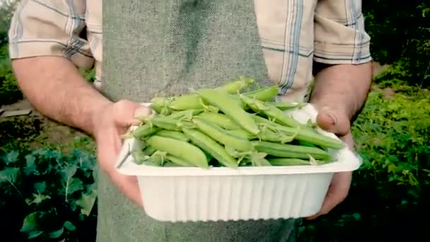An elderly farmer of 60 years old carries peas. The concept of natural, healthy food. Work in the garden. Part-time work for pensioners in agriculture. business. Close-up — Stock Video