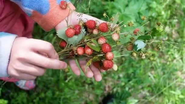 A gyerekkezek egy csokor vadon termő epret tartanak. Egészséges természetes táplálkozás koncepció. Nyári szüret. Érett, lédús gyümölcsök — Stock videók