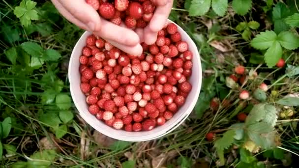 Wild strawberries in a bucket. A handful of juicy berries are being felled from above. Healthy natural nutrition concept. Summer harvest — Stock Video