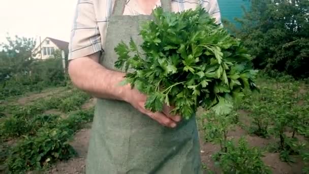 Contadino anziano sulla sessantina porta un sacco di prezzemolo verde. Il concetto di cibo naturale e sano. Lavora in giardino. Lavoro a tempo parziale per i pensionati in agricoltura. Affari. Primo piano — Video Stock