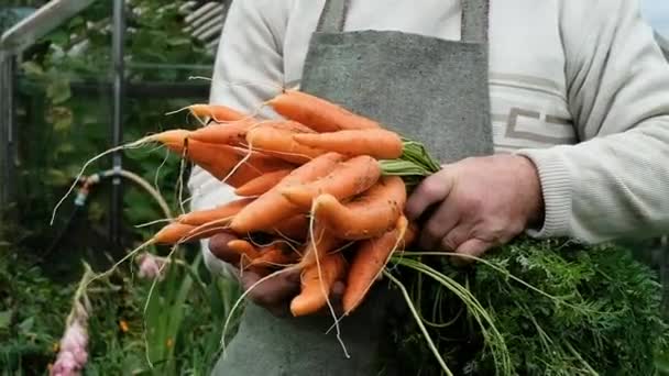 Agriculteur sur le terrain homme tenant dans les mains biologique produit biologique de carottes. — Video