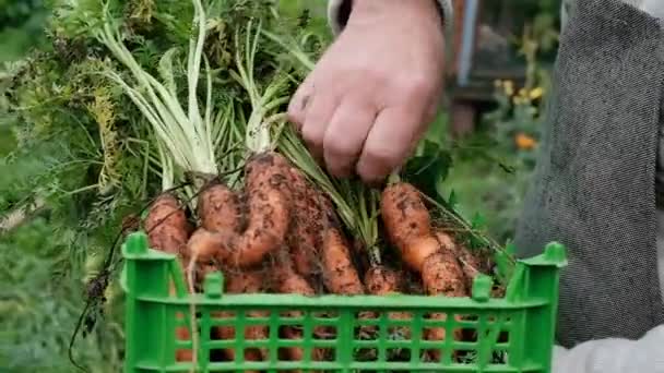 Petani tua berusia 60 tahun memegang sekotak wortel. — Stok Video