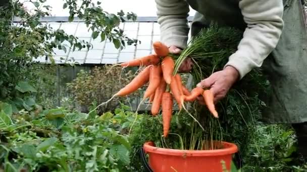 Agricultor, um homem idoso de 60 anos, lava uma cenoura. — Vídeo de Stock