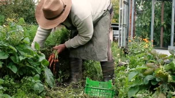 Jordbrukare, en äldre man 60 år, skördar morötter. — Stockvideo