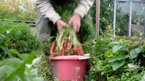 Farmář, šedesátiletý starší muž, sklízí mrkev v kbelíku. — Stock video