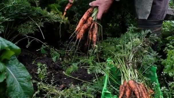 Landwirt, ein älterer Mann von 60 Jahren, erntet Karotten. — Stockvideo