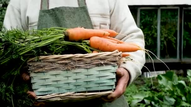 Granjero es un anciano de 60 años. Lleva una cesta de zanahorias. — Vídeo de stock