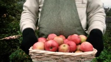 60 yaşında yaşlı bir çiftçi, bir sepet elma taşır..