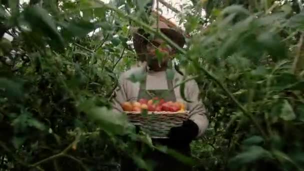 Contadino, un uomo anziano, porta un cesto di pomodori. — Video Stock