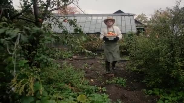 Farmář, postarší muž, nese košík rajčat. — Stock video