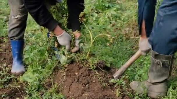 Gärtner ernten Kartoffeln. Aus dem Boden gegraben. — Stockvideo