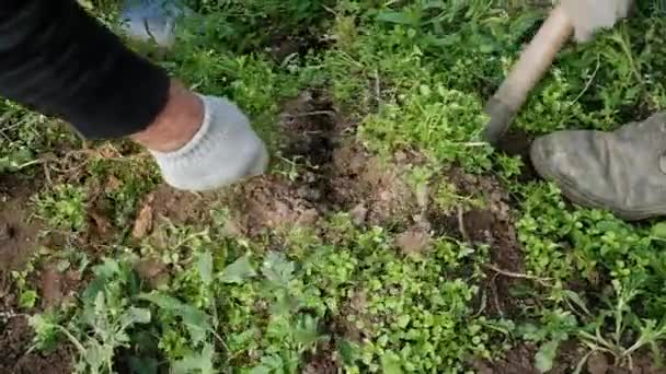 Bahçıvanlar patates topluyor. Toprağı kazdık.. — Stok video
