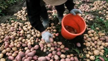 Bahçıvan patates toplar. Kovaya koyar. Tarım kavramı
