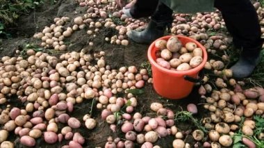 Bahçıvan patates toplar. Kovaya koyar. Tarım kavramı