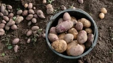 Bahçıvan patates toplar. Kovaya koyar. Tarım kavramı çiftçiler