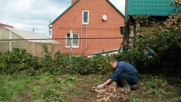 庭師はジャガイモを拾う。バケツに入れて. — ストック動画