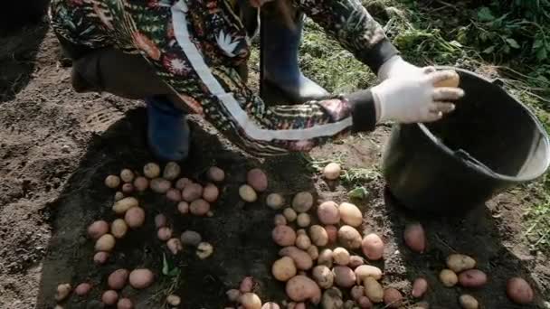 Il giardiniere raccoglie le patate. mette in un secchio. Concetto agricolo Agricoltori — Video Stock