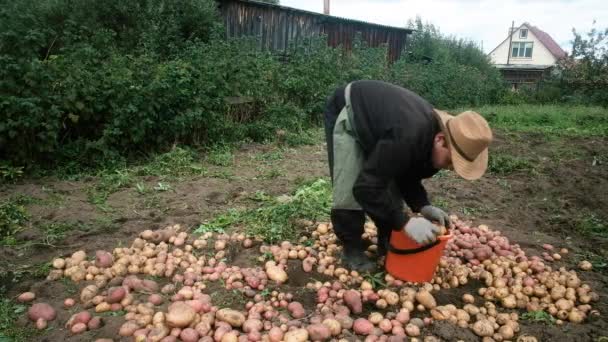 A kertész krumplit vesz. betesz egy vödröt. Mezőgazdasági koncepció — Stock videók
