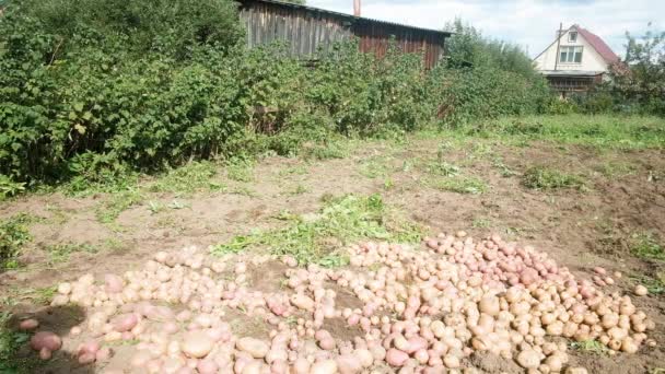 Gärtner pflückt Kartoffeln. stellt in einen Eimer. Landwirtschaftskonzept Landwirte — Stockvideo