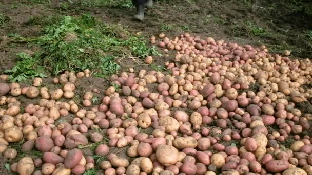 A kertész egy vödör krumplit dob a földre. Szüret. — Stock videók