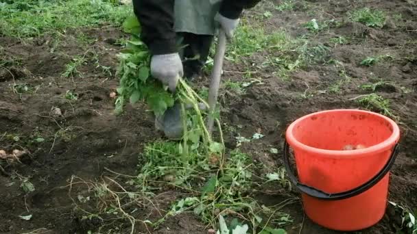 Gärtner ernten Kartoffeln. Aus dem Boden gegraben. Landwirtschaftskonzept — Stockvideo