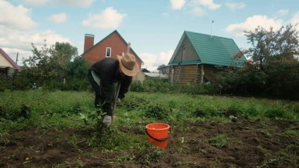 A kertész krumplit gyűjt. Kiásták a földből.. — Stock videók