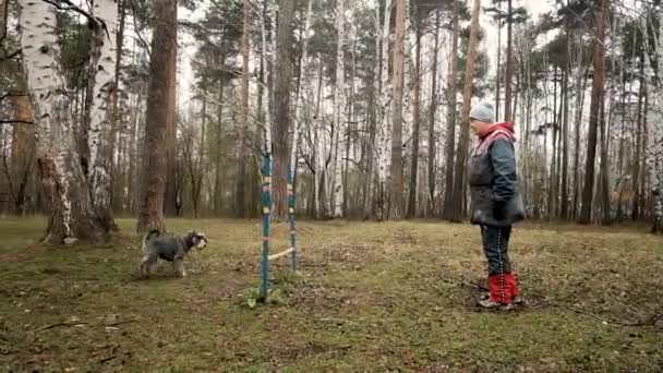 老婦人は公園で犬を訓練しています。障害物を単に飛び越えるだけで. — ストック動画