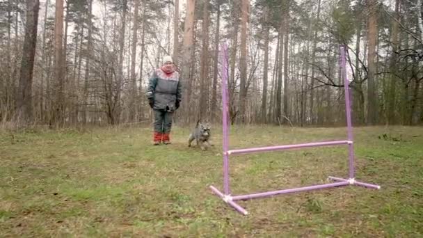 Mulher idosa está treinando um cão no parque. O cão salta — Vídeo de Stock