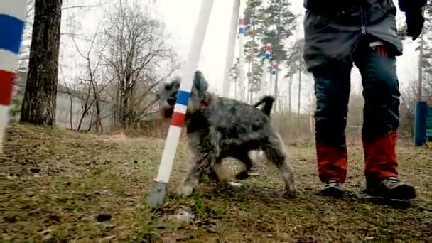 Starší žena trénuje psa v parku. pes vesele běží mezi tyčemi. — Stock video