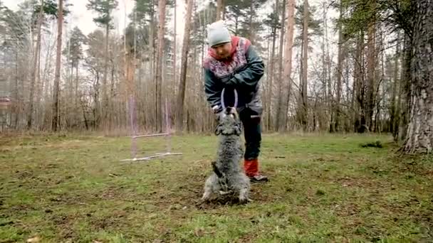 Starší žena trénuje psa v parku. bavte se hraním s gumovým kroužkem — Stock video