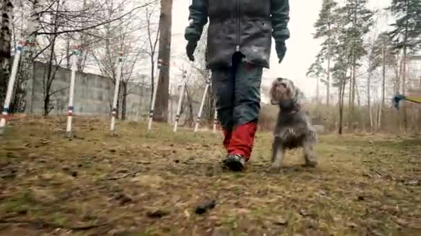 En äldre kvinna som tränar en hund i parken. glatt backar upp med värdinnan. — Stockvideo