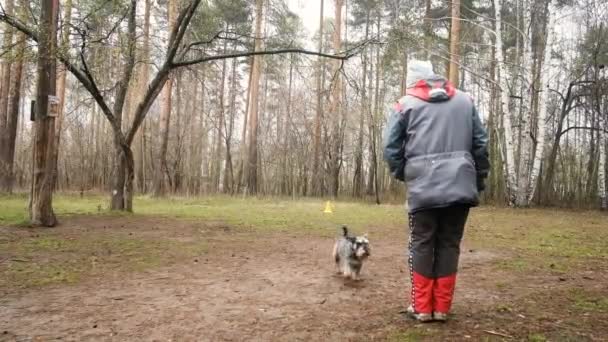 公園で犬を訓練してるお年寄り女性。ホステスは様々なコマンドを与えます. — ストック動画