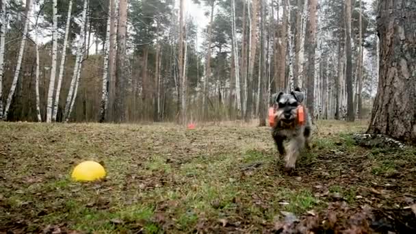 Cão é treinado no parque e o Terrier recebe vários comandos. T — Vídeo de Stock