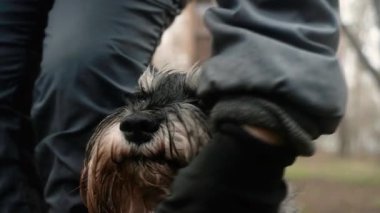 Köpek parkta eğitiliyormuş. farklı komutlar ver