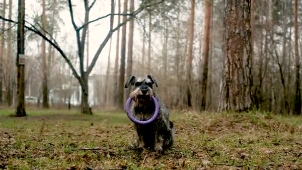 개는 공원에서 훈련받고 있다. 명령을 다르게 내린다. 고무 고리를 감는다 — 비디오