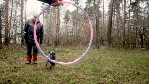 Frau trainiert Hund im Park. Der Hund springt fröhlich über den Ring. — Stockvideo