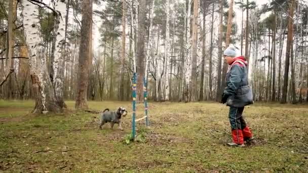 Mulher idosa está treinando um cão no parque. O cão salta — Vídeo de Stock