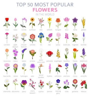 Bahçe rehberiniz. Top 50 en popüler çiçekler Infographic. Vektör çizim