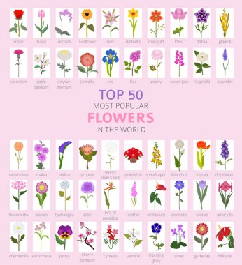 Bahçe rehberiniz. Top 50 en popüler çiçekler Infographic. Vektör çizim
