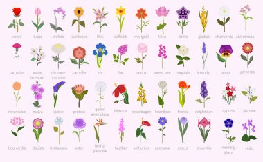 Your garden guide. Top 50 most popular flowers infographic. Vector illustration clipart