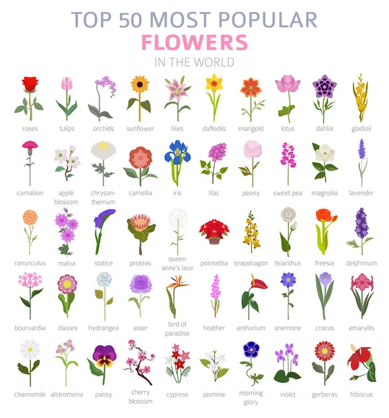 Teu Guia Jardim Topo Infográfico Flores Mais Populares Ilustração Vetorial — Vetor de Stock