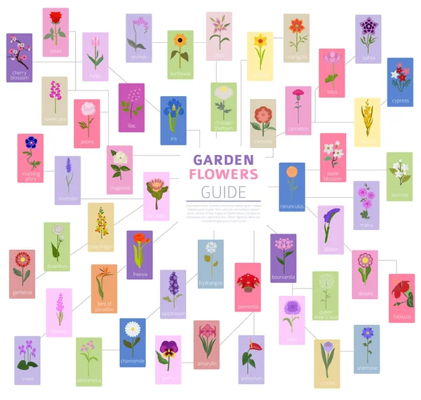 Ihr Gartenführer Top Der Beliebtesten Blumen Infografik Vektorillustration — Stockvektor