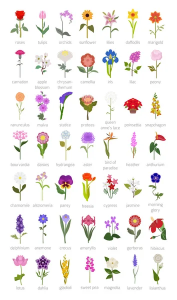 Kerti Útmutató Top Legnépszerűbb Virágok Infographic Vektoros Illusztráció — Stock Vector