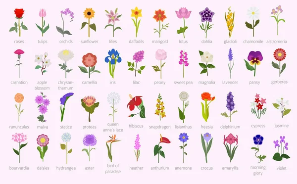 你的花园导游 最热门50最流行的花图表 矢量插图 — 图库矢量图片