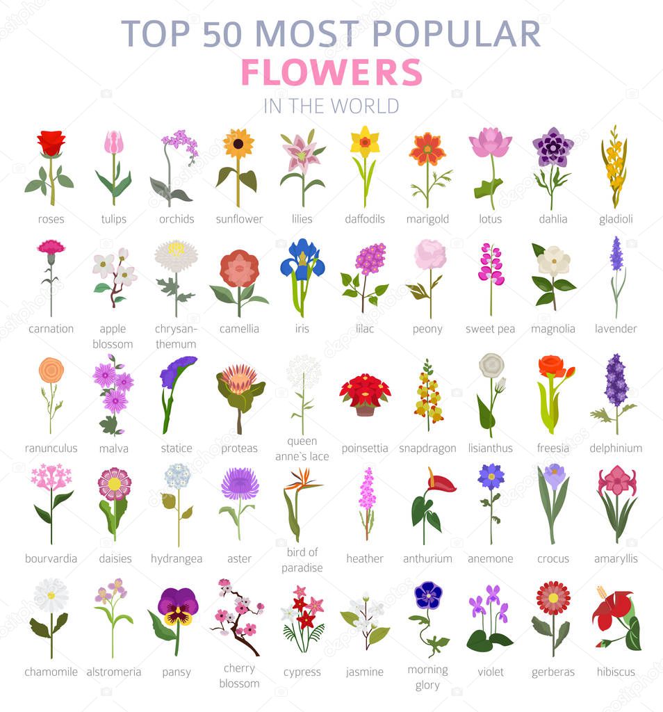 Your garden guide. Top 50 most popular flowers infographic. Vector illustration