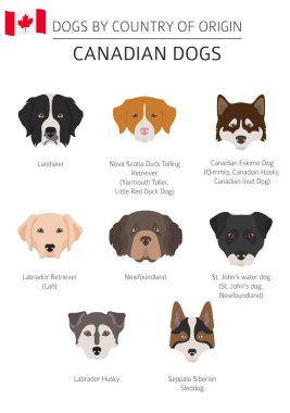 Ülke-in başlangıç köpekler. Kanada köpek ırkları. Infographic şablonu. Vektör çizim
